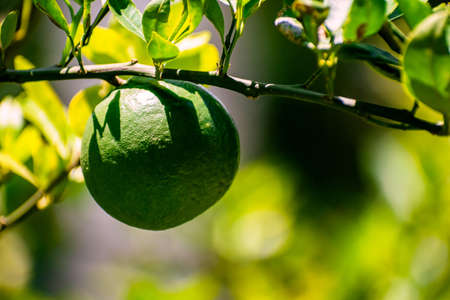 Close up photography of fresh juicy green orange lemon hanging from the branches of tree in garden. Raw fruit plant with leaves in blur, bright sunny, summer nature background. Copy space for text.の写真素材