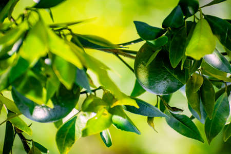 Close up photography of fresh juicy green orange lemon hanging from the branches of tree in garden. Raw fruit plant with leaves in blur, bright sunny, summer nature background. Copy space for text.の写真素材