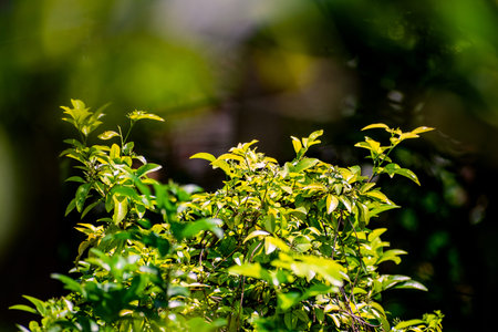 Nature photography of fresh green leaves on branches of trees, plants in garden and forest with sun beam in bright summer, spring blur nature background. Shallow depth of field, copy space for text.の写真素材