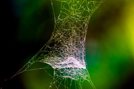 Close up fine art photo of white thin narrow spider web on dark green blur nature background with shallow depth of field. Cobweb elements, spooky, scary with halloween design. Copy Space for text.の写真素材