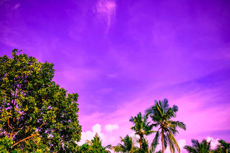 Beautiful nature landscape scenery of summer sunset in afternoon. Green trees and abstract objects under clear colorful blue, pink, purple sky with white clouds in evening dusk. Copy space for text.の写真素材
