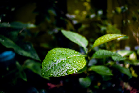 Close up macro photography of clean water drops on textured leaves at garden. Fresh green trees and plants after rain in nature background. Transparent dew droplets, sparkle glare in morning sunshine.の写真素材