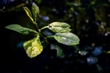 Close up macro photography of clean water drops on textured leaves at garden. Fresh green trees and...