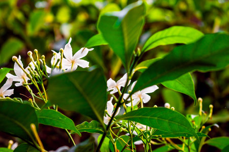 Nature photography of white tugger flower with fresh green leaves, buds on branch of tree at garden....