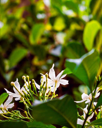 Nature photography of white tugger flower with fresh green leaves, buds on branch of tree at garden. Beautiful periwinkle or Nayantara flowers in plant in bright morning sunshine. Copy space for text.の写真素材