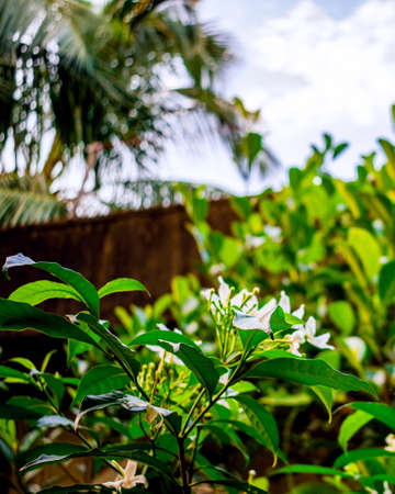 Nature photography of white tugger flower with fresh green leaves, buds on branch of tree at garden. Beautiful periwinkle or Nayantara flowers in plant in bright morning sunshine. Copy space for text.の写真素材