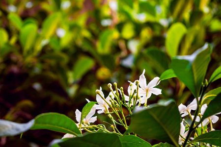Nature photography of white tugger flower with fresh green leaves, buds on branch of tree at garden....