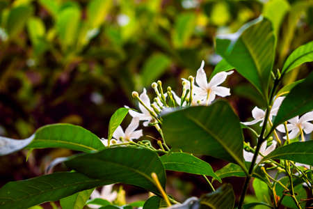 Nature photography of white tugger flower with fresh green leaves, buds on branch of tree at garden. Beautiful periwinkle or Nayantara flowers in plant in bright morning sunshine. Copy space for text.の写真素材