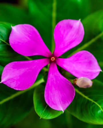 Nature photography of pink periwinkle or Nayantara flower with fresh green leaves, buds on branch of tree at garden. Beautiful tugger flowers in plant in bright morning sunshine. Copy space for text.の写真素材