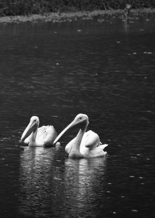 Two beautiful geese and storks are swimming on the water of a lake in Assam, India. Those are very large long legged and necked white waterbirds with long stout bills of several waterfowl species.の写真素材