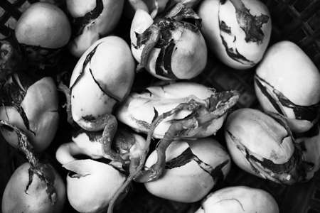 Some jackfruit seeds with long roots are kept in a basket in bright sunlight to dry. These are large, hard and brown colored seeds. Those are very healthy and tasty or delicious food when well cooked.の写真素材