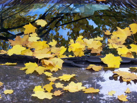 Leaves of a maple on glass and a cowl of the car.の写真素材