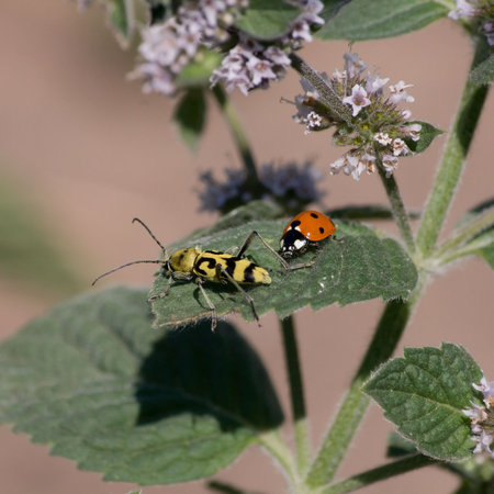 Ladybird and another beetle on a leaf of mint.の写真素材
