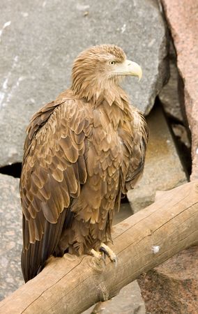 Brown eagle sitting on a log. Against the rock.の写真素材