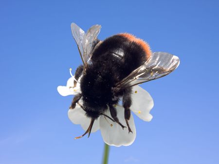 One big black Bumblebee into small white flower against the sky. Macro.の写真素材