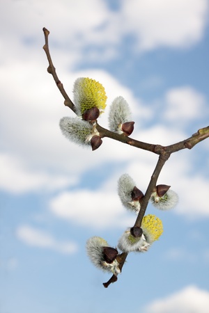 Spring flowering willows. Silver  and yellow earrings against the blue sky and white clouds.の写真素材