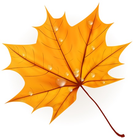 Autumn leaf isolated on white  plus のイラスト素材