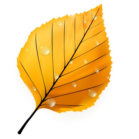 Autumn leaf isolated on white  plus EPS10のイラスト素材