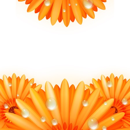 Gerber petals with water drops  plus のイラスト素材
