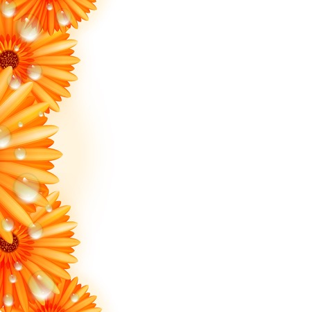 Gerber petals with water drops  plusのイラスト素材