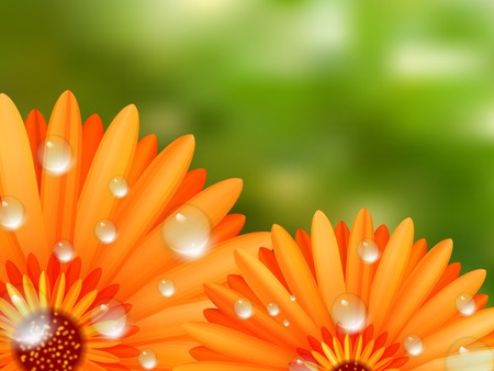 Gerber petals with water drops  plus のイラスト素材