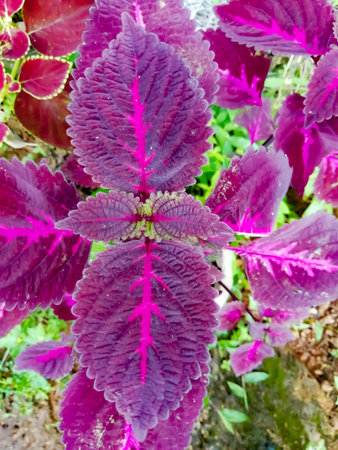 selective focus on a maroon color plant leaf closeup view