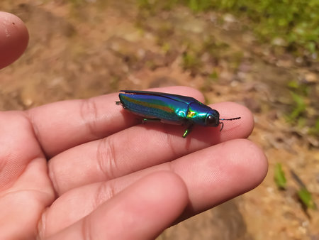 closeup view of a shiny insect isolated on a human palm blur background