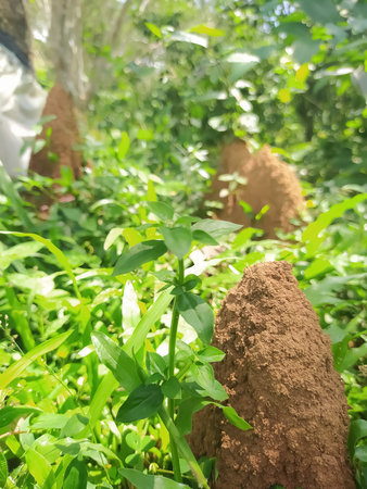 closeup view of ant hill with plant blur background