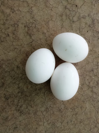 closeup view of white eggs isolated on a surface