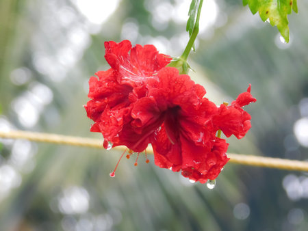 closeup view of a red hibiscus flower blur background