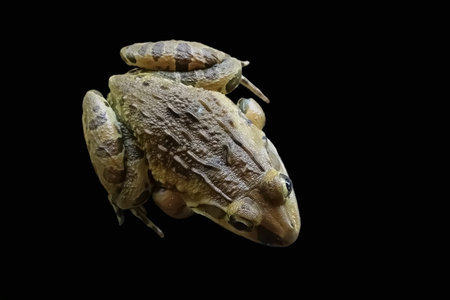 closeup view of a frog isolated on black background