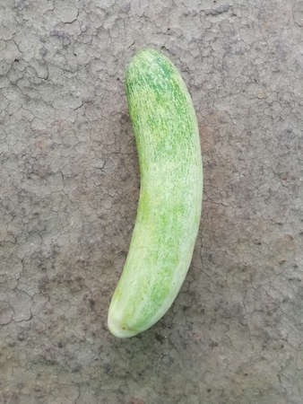 closeup view of cucumber isolated on a surfaceの写真素材