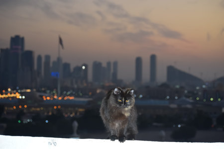 closeup view of a cat stands over the white surface blur background