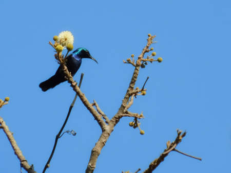 closeup view of tree branches with a bird blue sky backgroundの写真素材