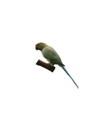 View of a green parrot with wooden piece isolated on white background