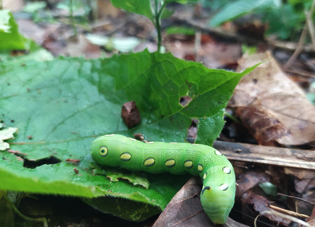 Green caterpillar over green leaf closeup view