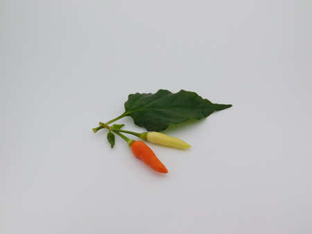closeup view of a red chilli and white chilli with leaves isolated on white backgroundの写真素材