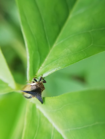 closeup view of micro insect on leaves blur background