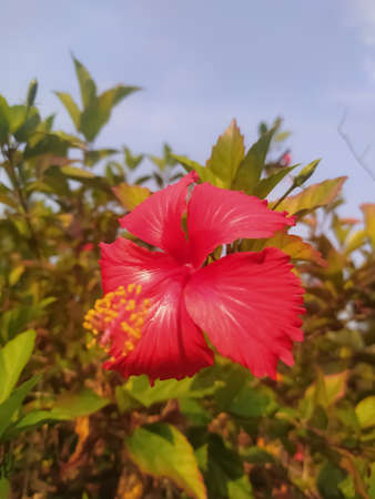 Red hibiscus flower blur background closeup viewの写真素材