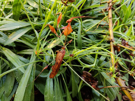 An insect over green grass closeup view
