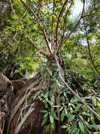 The Wide angle shot of ancient lime trees in their autumn attire bottom view.の写真素材