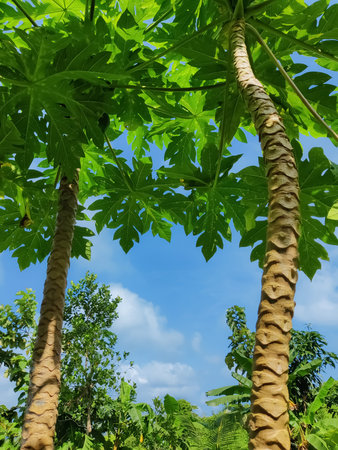 A spectacular view of the cloudy blue sky between the papaya tree and its leaves at noon.