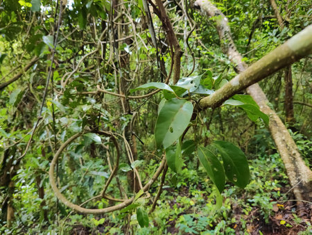 selective focus on plant leaves with branches inside the forest