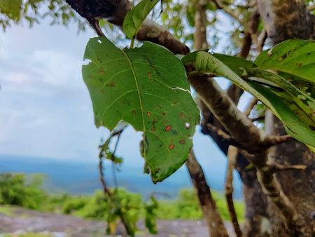 selective focus on green leaf hanging on its branch beautiful nature background