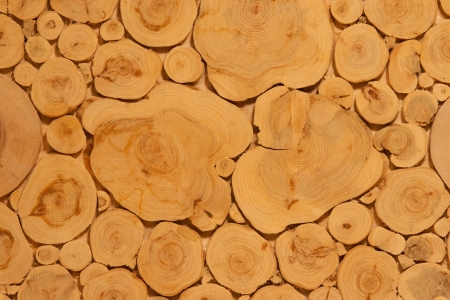 Wood sections glued on plateの写真素材