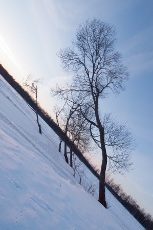 Skewed trees on riversideの写真素材