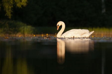 Sleepy mute swan on lake in summerの写真素材