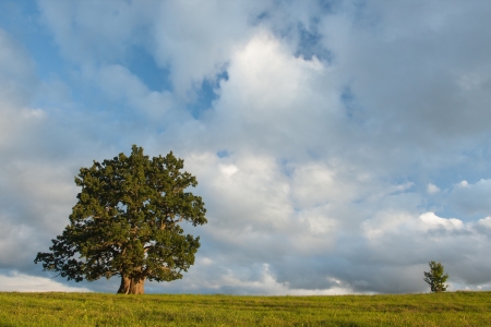 Old and young oak on cloudy summer eveningの写真素材