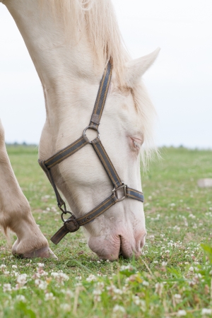 White horse eating の写真素材