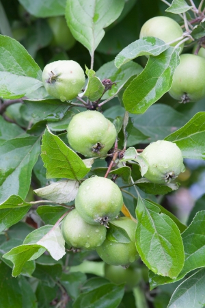 Raw apples on a branch with waterdropsの写真素材